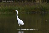18-10-2021 Breda - Een grote zilverreiger speurt aan de rand van de Haagse Beemden naar voedsel. - Fotokrant
